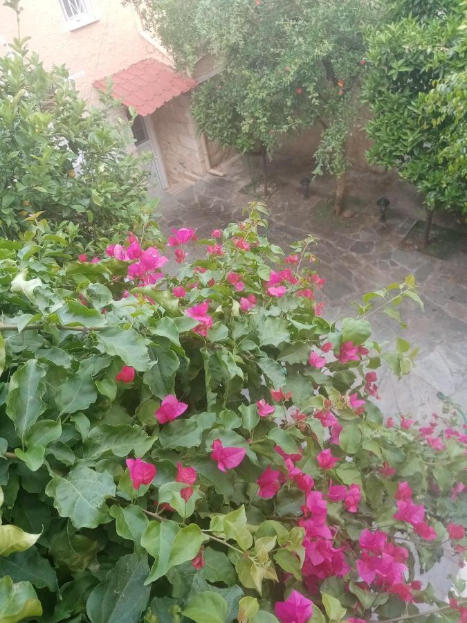 Aegina'S Flowers House Exteriör bild